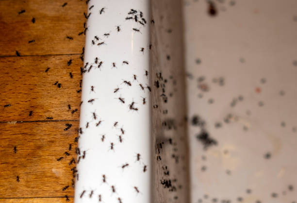 Best Wildlife Control Services  in Colchester, IL