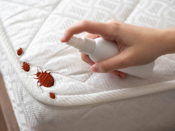 Best Local Pest Control Services  in Colchester, IL