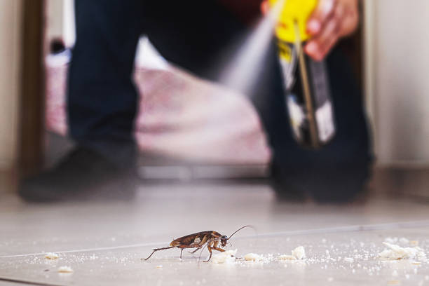 Best Termite Control Services  in Colchester, IL